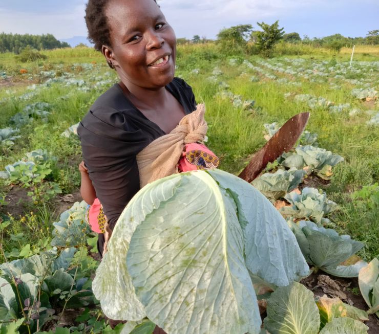 Cabbage.jpg