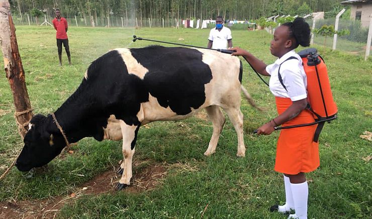 Edinah spraying cow.jpeg