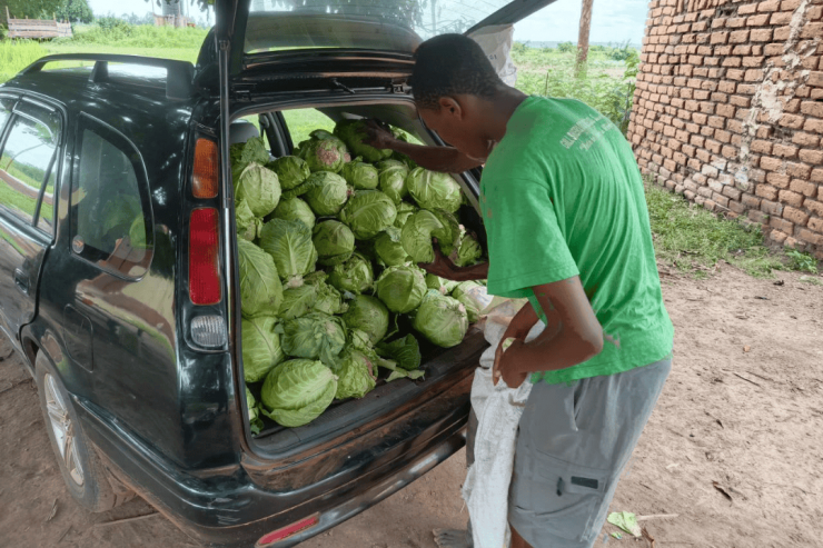 Cabbages web 3.png