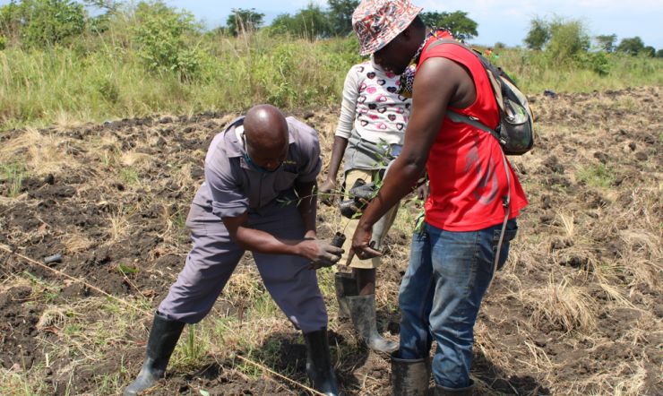 Treeplanting_2363.jpg